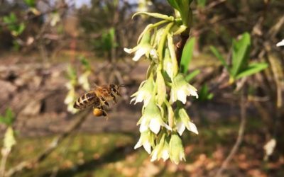 Buzzing Bee