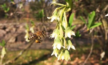 Buzzing Bee
