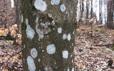 The beauty of lichens