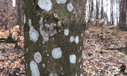 The beauty of lichens