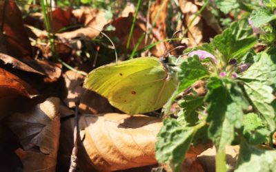 Flutterby Butterfly