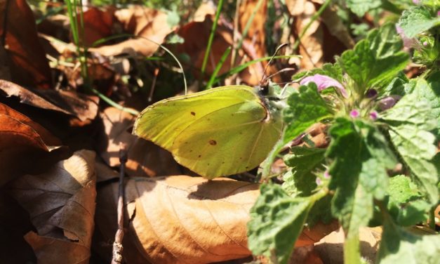 Flutterby Butterfly