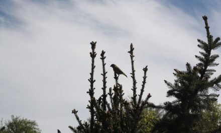 Mai Playlist – Birds Version